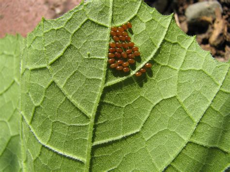 Piermont Community Garden: Squash Bug Has Arrived this Year!