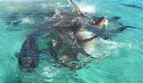 VIDEO: Tiger shark feeding frenzy in WA - Australian Geographic