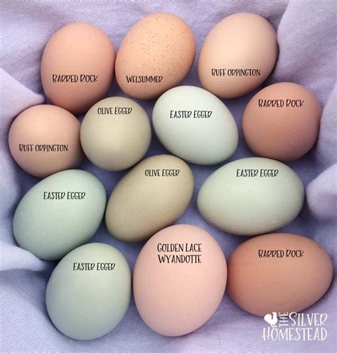 Chicken Egg Colors by Breed - Silver Homestead | Chicken egg colors, Fancy chickens, Chicken ...