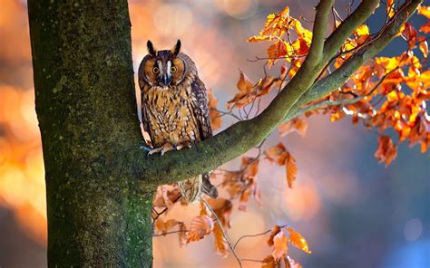 Autumn Owl Wallpapers - Wallpaper Cave