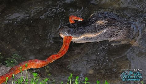 Alligator eating a corn snake Lizards, Snakes, Garter Snake, Corn Snake ...