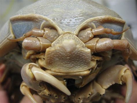 The Giant Isopod » TwistedSifter