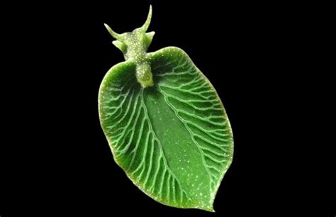 Elysia Chlorotica - The Solar Powered Sea Slug : r/zoology