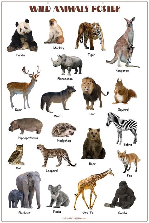 WILD Animals Poster With Real Pictures, Animal Portrait Print ...