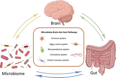 Frontiers | Review of microbiota gut brain axis and innate immunity in inflammatory and ...