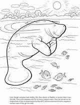 Manatee Coloring Page sketch template