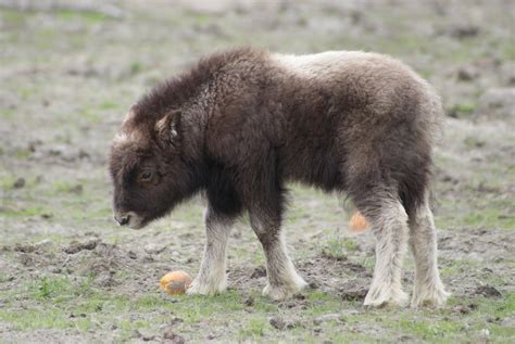 Baby Musk Oxen Are Surprisingly Adorable