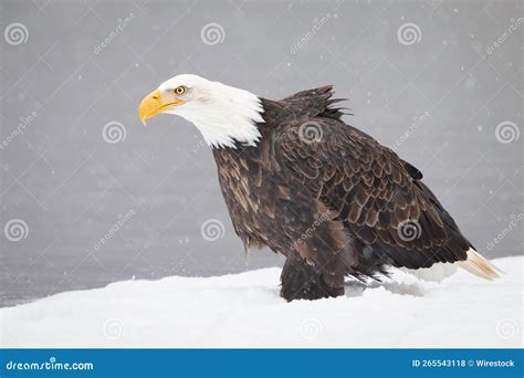 Bald Eagle Standing on Icy Snow Ground with Blur Background Stock Photo ...