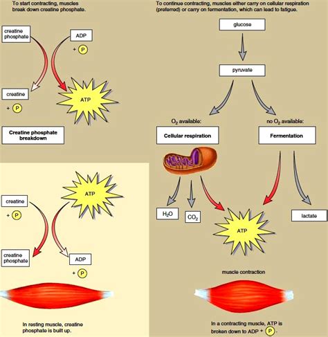 How Atp Is Used In Muscle Contraction - Wasfa Blog