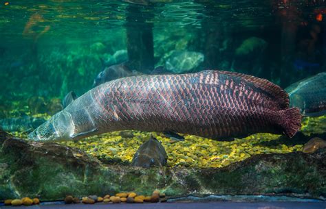 Amazon River Fish: Best Known Species - Rainforest Cruises