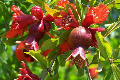 Pomegranate buds and blossoms | Pomegranate growing, Pomegranate, Fruit ...