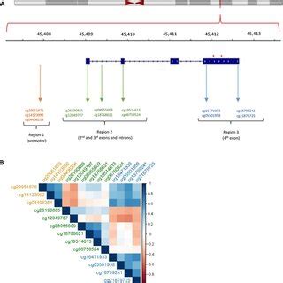 Structure of the apolipoprotein E (APOE) locus and the location of CpGs... | Download Scientific ...