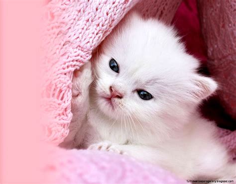 Cute Pink Kittens Wallpapers - Wallpaper Cave