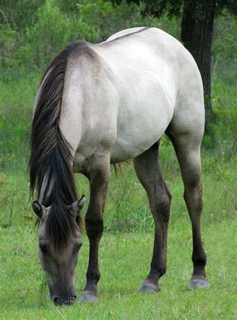 Grulla horse! | Grulla horse, Horses, Horse breeds