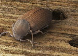 Common Furniture Beetle – Identification, Life Cycle, Facts & Pictures