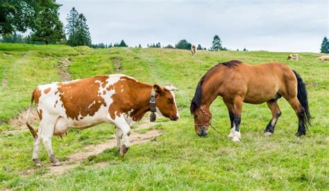 Cow vs. Horse - Helpful Horse Hints