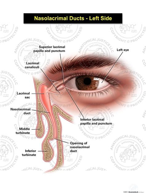 Nasolacrimal Duct Anatomy