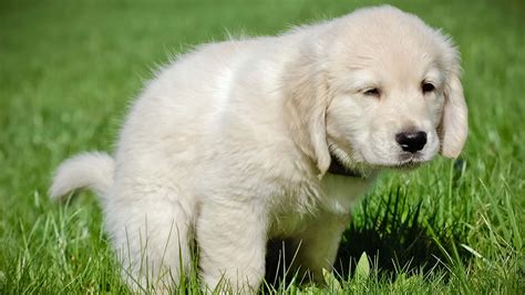 14 Pros and Cons of Litter Box Training a Dog: Guide 2022