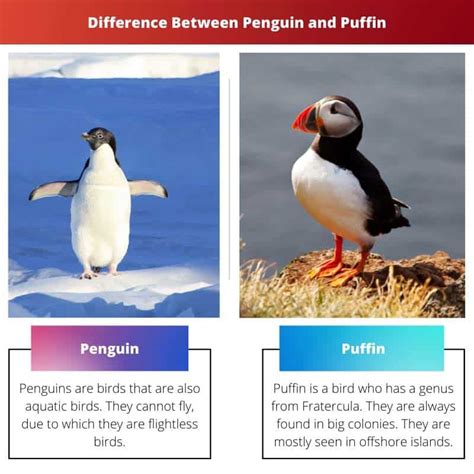 Penguin vs Puffin: Difference and Comparison