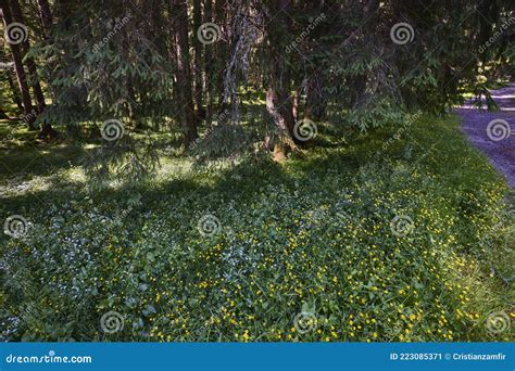 Landscape with a Dense Forest Stock Image - Image of sunny, outdoor ...