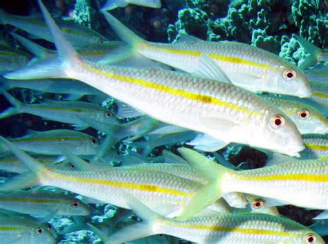 Yellowstripe Goatfish - Mulloidichthys flavolineatus - Big Island ...