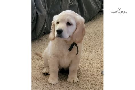 Golden Cocker Retriever Puppies for Sale from Reputable Dog Breeders