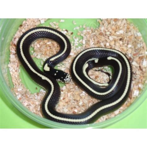 Striped Black & White California King Snake - baby - Strictly Reptiles Inc.