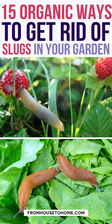 How To Get Rid of Slugs In the Garden Naturally