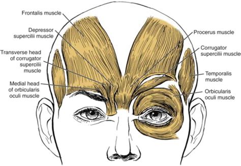 Periorbital Surgery | Plastic Surgery Key