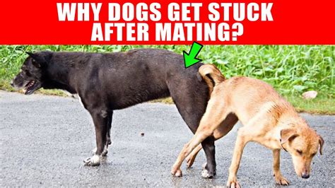 Why Dogs Get Stuck After Mating - Breeding Process Explained - Go IT