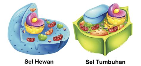 sel hewan dan sel tumbuhan tanpa keterangan - Sue Poole