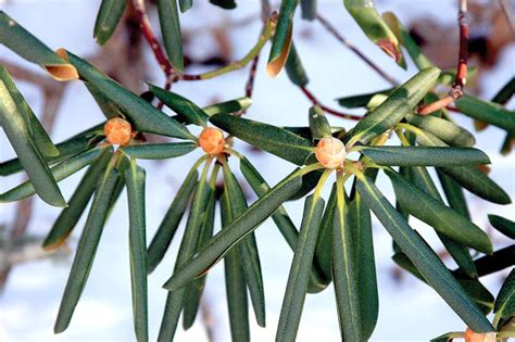 Rhododendron and Azalea Care — Seattle's Favorite Garden Store Since 1924 - Swansons Nursery