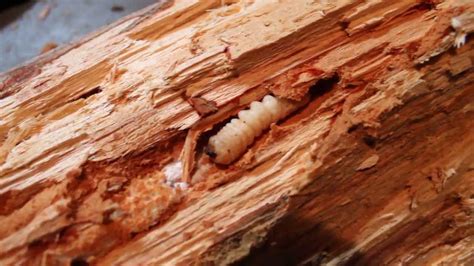 Wood-boring beetle larva part 2 - YouTube