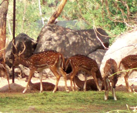 Travelz Unlimited: Rajiv Gandhi Zoological Park, Pune