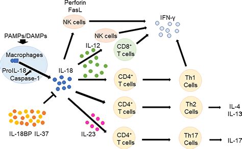 Frontiers | Pathogenic roles and diagnostic utility of interleukin-18 ...