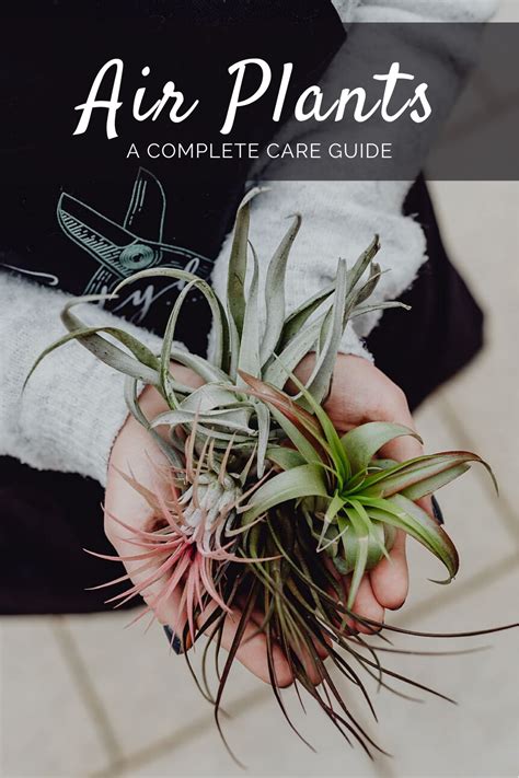 This care guide will tell you everything you need to know about caring for air plants. Air ...