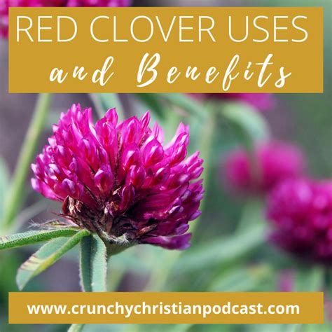 Red Clover Uses and Benefits - Ultimate Homeschool Podcast Network