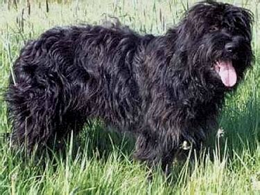 Portuguese Sheepdog Breed Information and History - Kennel.com