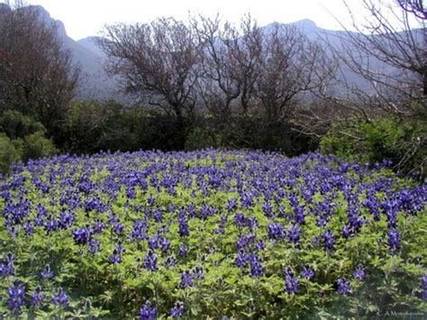 Tilos’ Ecological Park: Top things to see & do at Tilos | YourGreekIsland