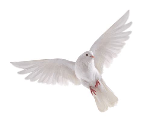 Dove PNG Transparent Images