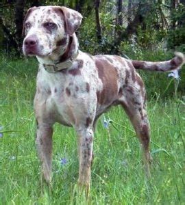 Cur Dog Breeds List, Types and Pictures | 101DogBreeds.com