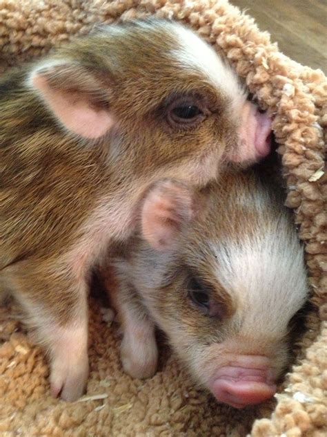 Kune Kune Mini piglets Sweetest animals ever! | Cute piglets, Cute ...