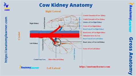 Cow Kidney Anatomy - External and Internal Features with Diagram ...