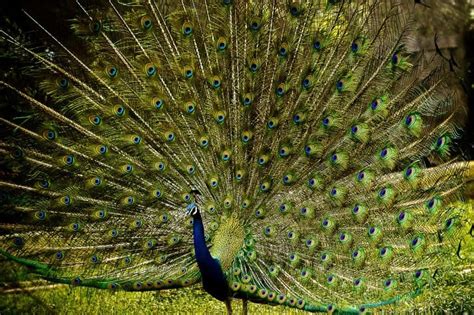 50 Beautiful Peacock Facts You Should Not Miss | Facts.net