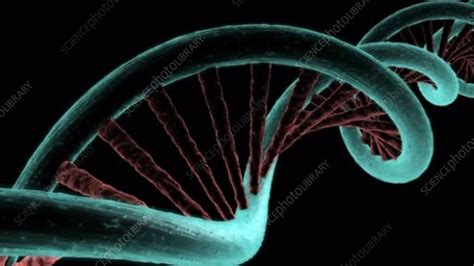 DNA molecule, animation - Stock Video Clip - K005/9999 - Science Photo Library