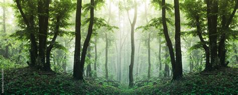 high resolution forest panorama, sunny green woods landscape Stock Photo | Adobe Stock