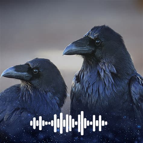 Raven sounds Ringtones for PC / Mac / Windows 11,10,8,7 - Free Download ...