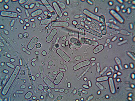 Microorganisms under a Microscope · Free Stock Photo