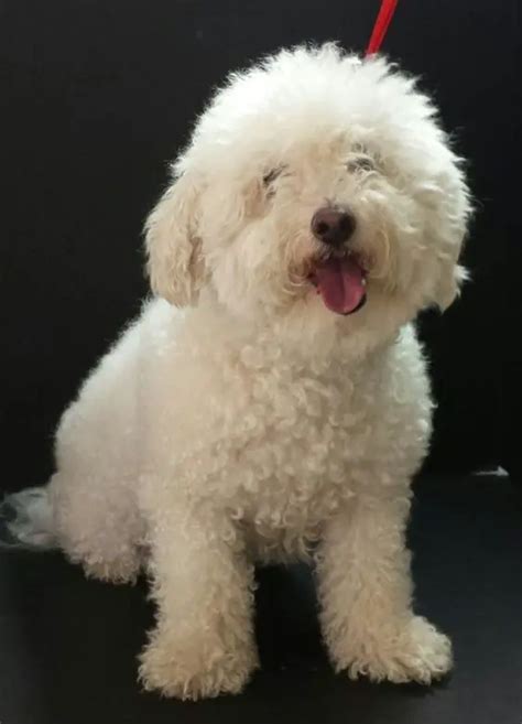 32 Bichon Frises Mixed With Poodle | The Paws