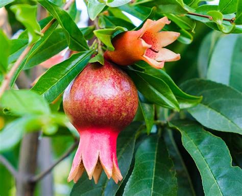 Add Pomegranate Flower To Your Daily Diet To Improve Your Health | HerZindagi